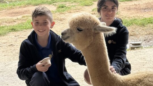 Primary School and Lower School students from The Legacy School took a field trip to Black Barn Alpacas in Finksburg, Maryland.